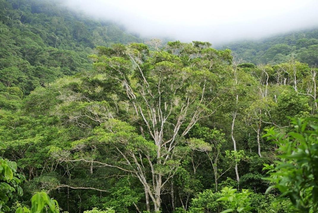 Taorayina Nature Lodge- Immersed In The Forest 埃尔扎伊诺 外观 照片