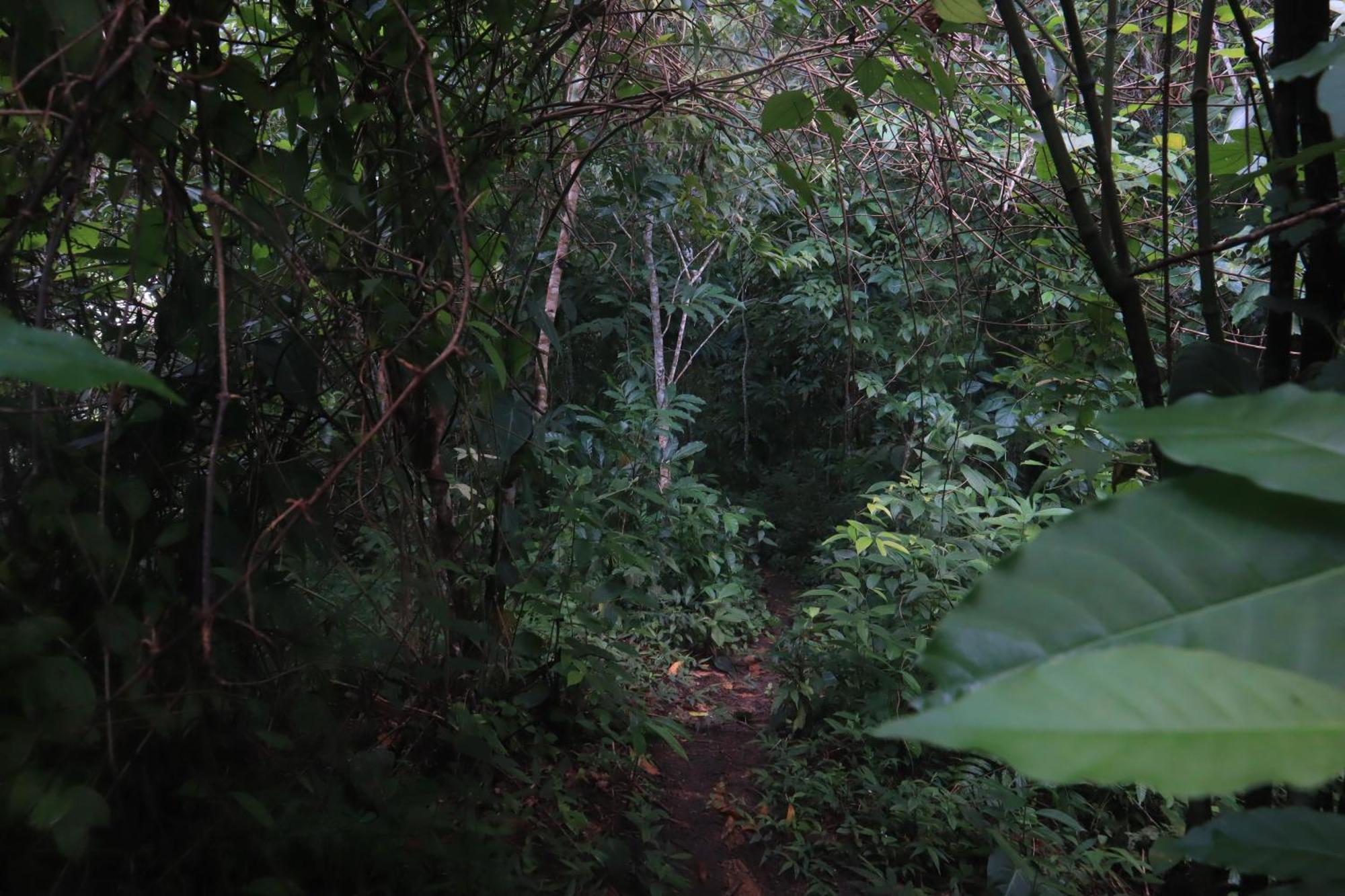 Taorayina Nature Lodge- Immersed In The Forest 埃尔扎伊诺 外观 照片